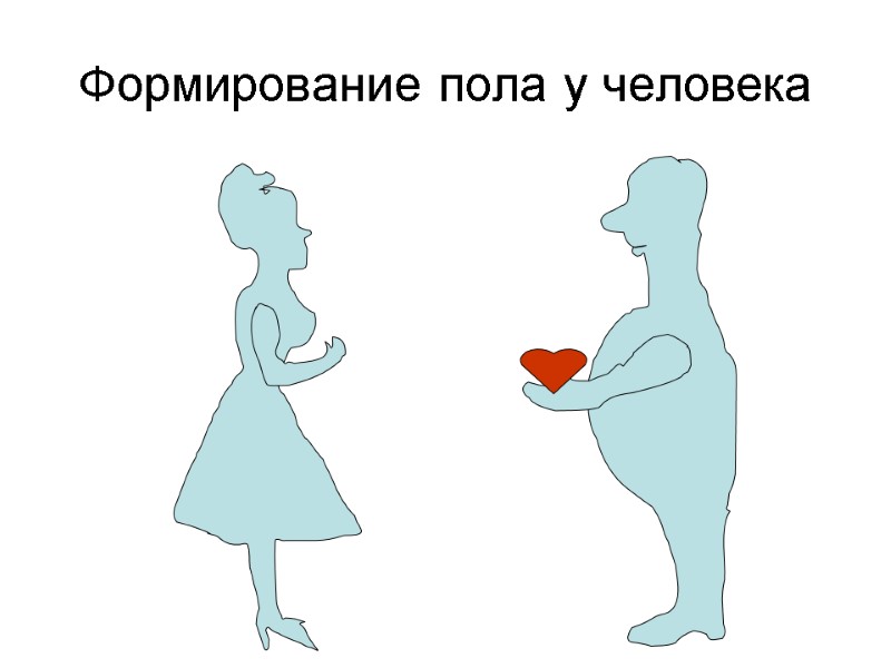 Формирование пола у человека Формирование пола у человека